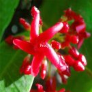 Prodgf 500Pcs red re jasmine flower seed