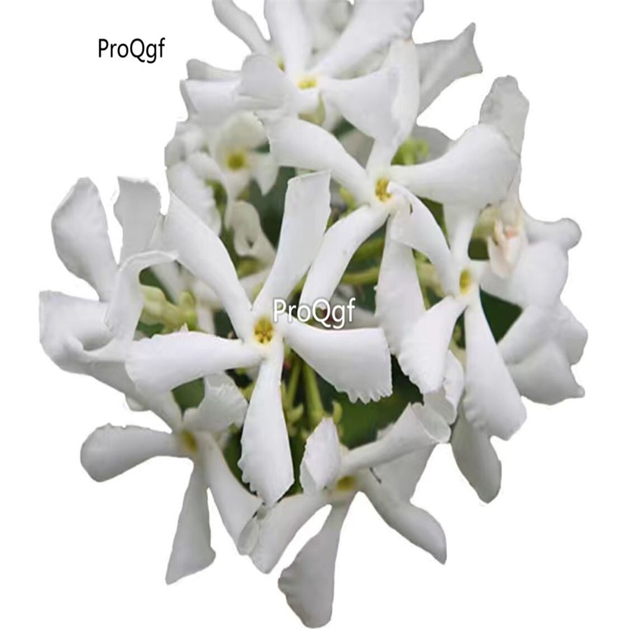 Prodgf 500Pcs white jasmine flower seed