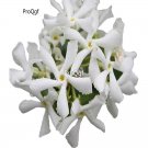 Prodgf 500Pcs white jasmine flower seed