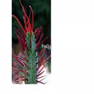 Prodgf 5pcs Euphorbia enopla plant