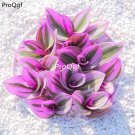 prodgf 5pcs youhua hunli Chlorophytum plant