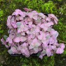 prodgf 5pcs yanzhiyun succulent plant