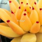 prodgf 5pcs yellow with red edge succulent plant
