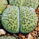 prodgf 5pcs green  spotted lithop  plant