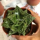 prodgf 5pcs Faucaria paucidens plant