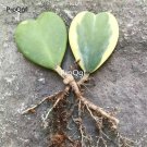 prodgf 5pcs heart shape hoya flower plant