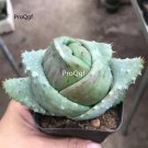 prodgf 5pcs yuanbao aloe vera plant
