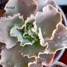 prodgf 3pcs Echeveria Takasago No Okina plant