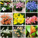prodgf 30pcs Zephyranthes grandiflora flower root