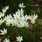 prodgf 30pcs white color Zephyranthes grandiflora flower root