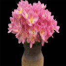 prodgf 30pcs pink  color Zephyranthes grandiflora flower root