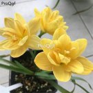 prodgf 30pcs gold  color Zephyranthes grandiflora flower root