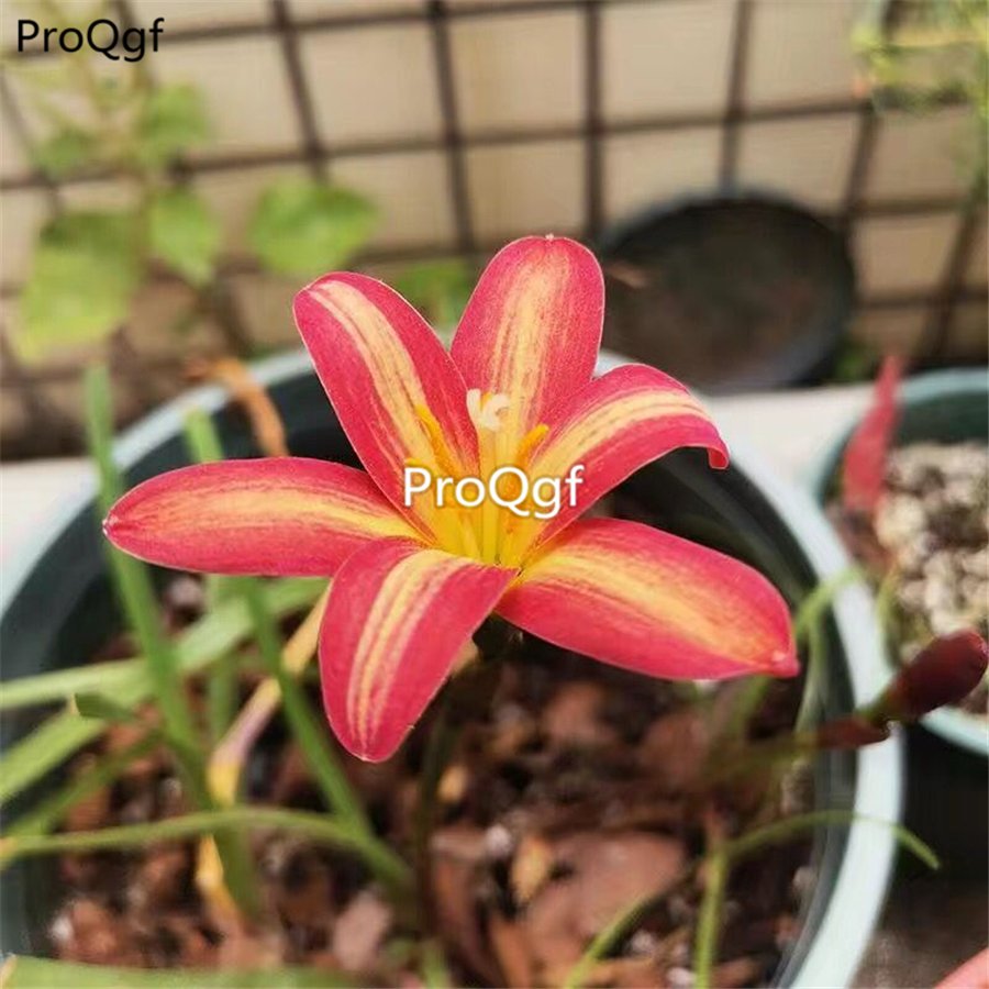prodgf 30pcs red gold  color Zephyranthes grandiflora flower root