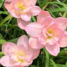 prodgf 30pcs light pink color Zephyranthes grandiflora flower root