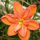 prodgf 30pcs orange color Zephyranthes grandiflora flower root