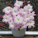 prodgf 30pcs white with pink edge Zephyranthes grandiflora flower root