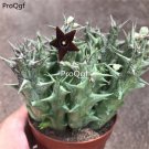 prodgf 3pcs Caralluma hesperidum plant