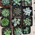 prodgf 12pcs haworthia mixed random plant