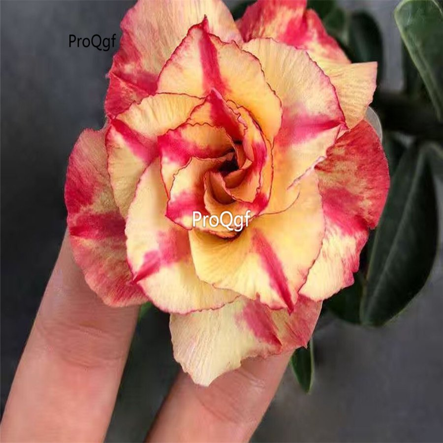 prodgf 5pcs kasa red yellow desert rose plant