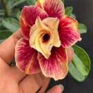 prodgf 5pcs huafei desert rose plant