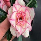 prodgf 5pcs white with purple  edge huanyan desert rose plant