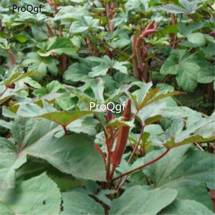 Prodgf 8000pcs red okra vegetable seed