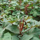 Prodgf 8000pcs red okra vegetable seed