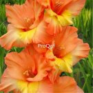 Prodgf 30Pcs orange Vaniot Houtt gladiolus Flower Bulb