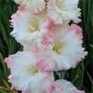 Prodgf 30Pcs white with pink edge Vaniot Houtt gladiolus Flower Bulb