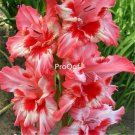 Prodgf 30Pcs red sunshine Vaniot Houtt gladiolus Flower Bulb