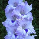 Prodgf 30Pcs light blue Vaniot Houtt gladiolus Flower Bulb