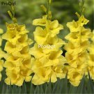 Prodgf 30Pcs yellow Vaniot Houtt gladiolus Flower Bulb
