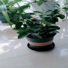Prodgf 3Pcs Mandevilla laxa plant