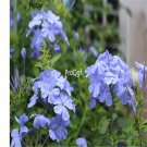 Prodgf 500Pcs Ceratostigma plumbaginoides seed