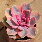 Prodgf 3Pcs rainbow echeveria plant