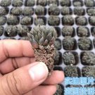 Prodgf 5Pcs Sinocrassula yunnanensis plant