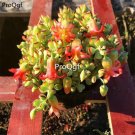 Prodgf 3Pcs Cotyledon pendens  plant