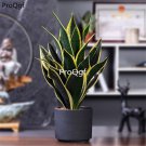 Prodgf 3Pcs Sansevieria trifasciata plant