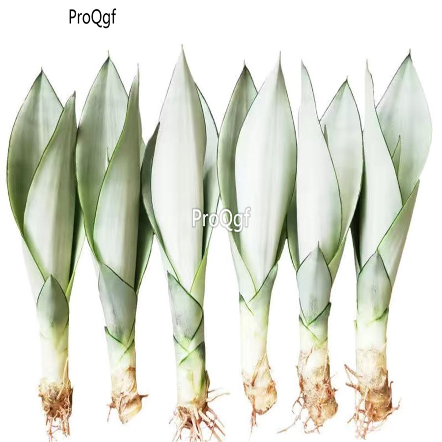 Prodgf 3Pcs white jade Sansevieria trifasciata plant