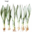 Prodgf 3Pcs white jade Sansevieria trifasciata plant