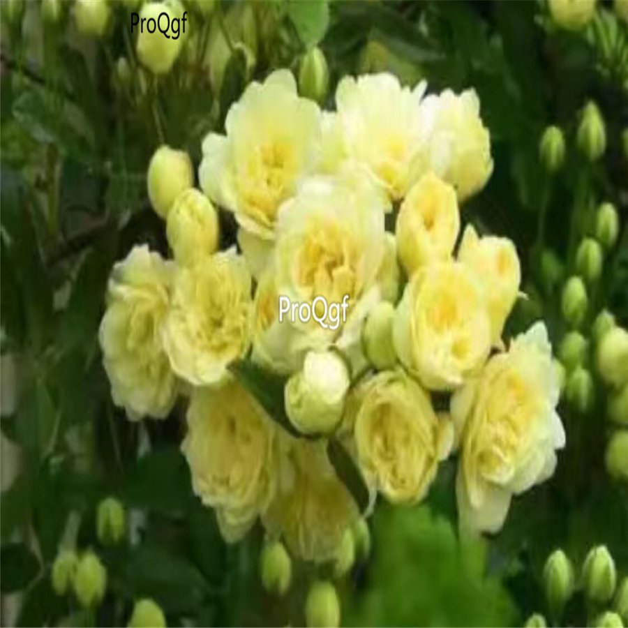 Prodgf 500Pcs A Set Rosa banksiae lutea seed