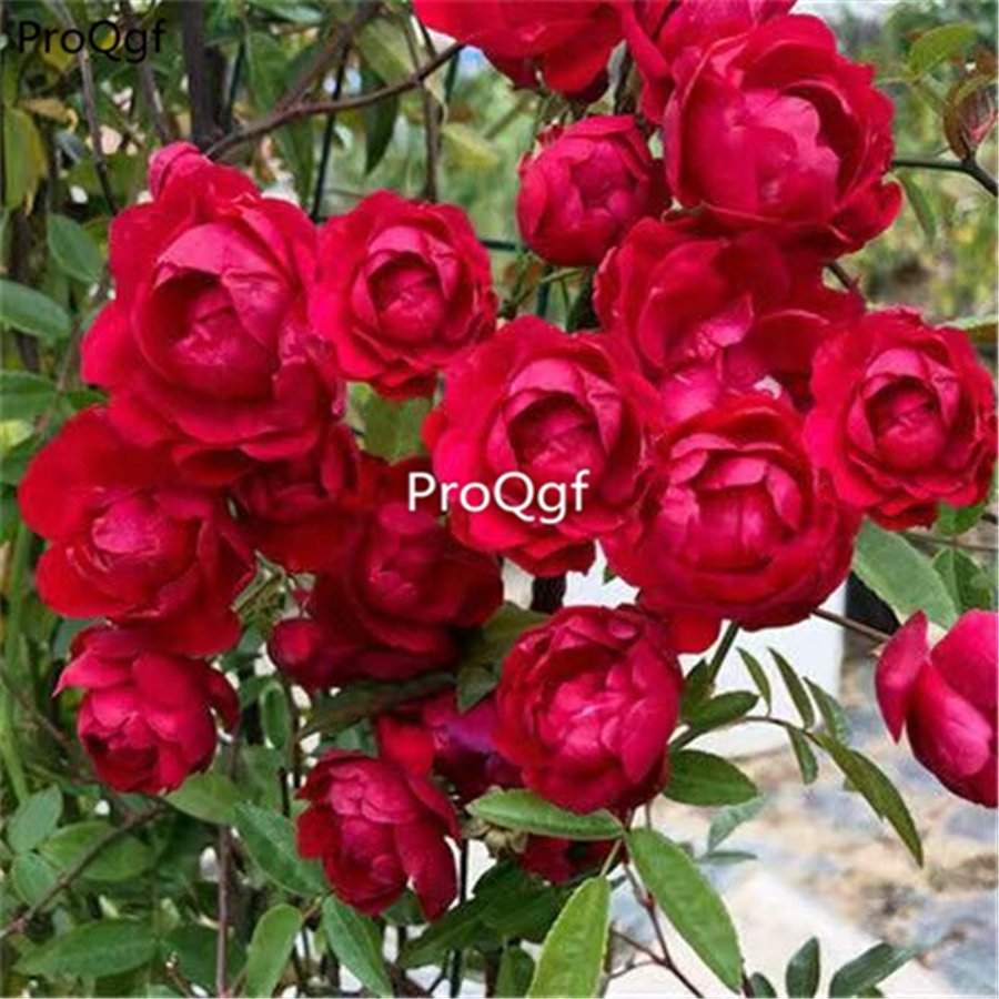 Prodgf 500Pcs A Set red Rosa banksiae lutea seed