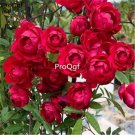 Prodgf 500Pcs A Set red Rosa banksiae lutea seed