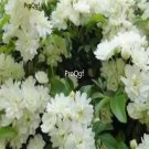 Prodgf 500Pcs A Set white Rosa banksiae lutea seed