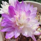 Prodgf 30Pcs A Set Colchicum autumnale  Bulb