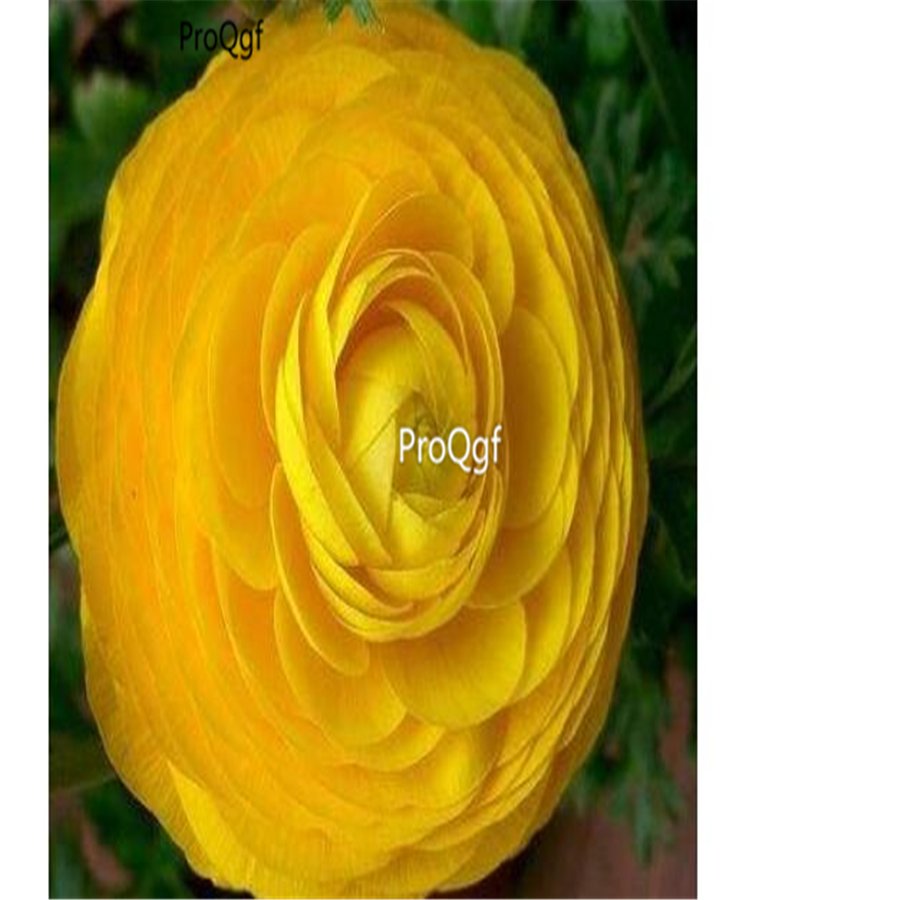 Prodgf 10Pcs A Set yellow Ranunculus asiaticus Bulb