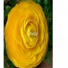 Prodgf 10Pcs A Set yellow Ranunculus asiaticus Bulb