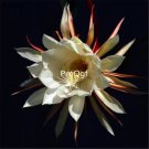 Prodgf 3Pcs white Epiphyllum oxypetalum plant