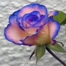 Prodgf 6000Pcs A Set pink with blue edge rose flower seed