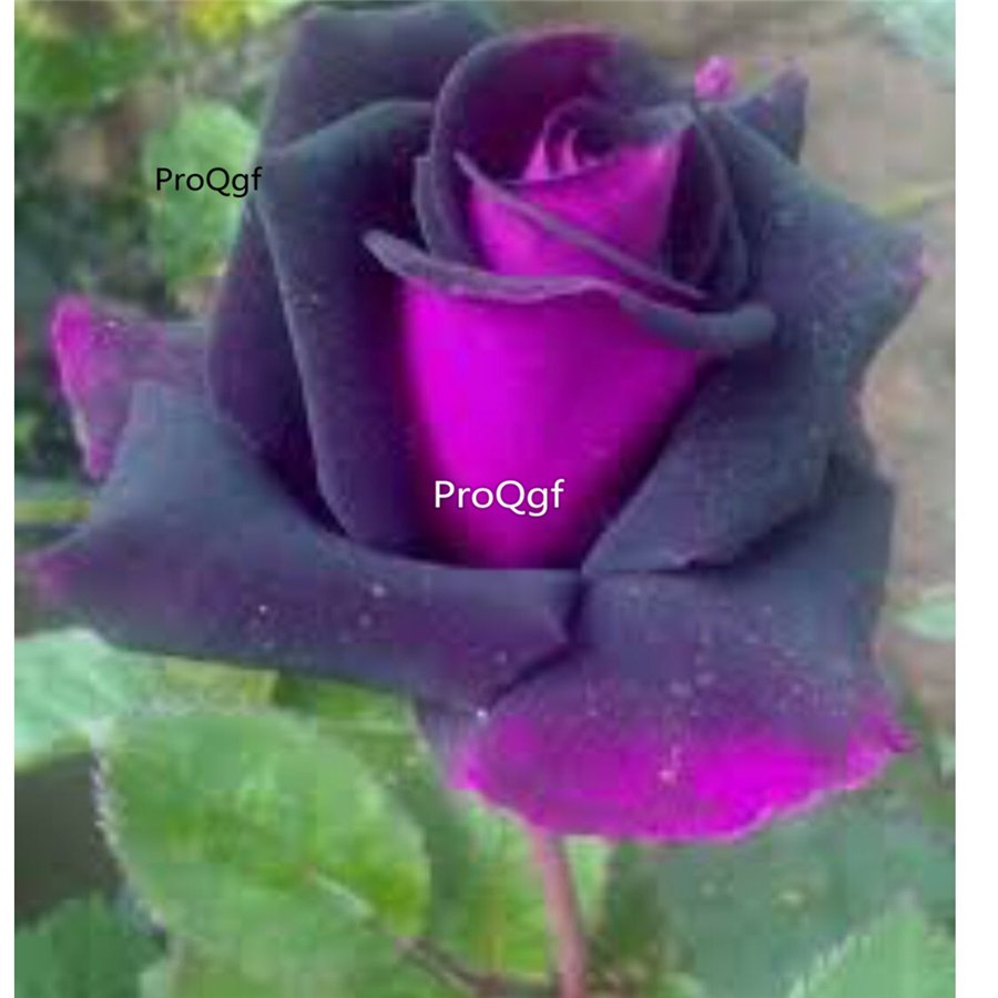 Prodgf 6000Pcs A Set double purple color rose flower seed